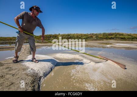 Marais salants de Guerande, LOIRE ATLANTIQUE (44), région de la Loire, France Banque D'Images
