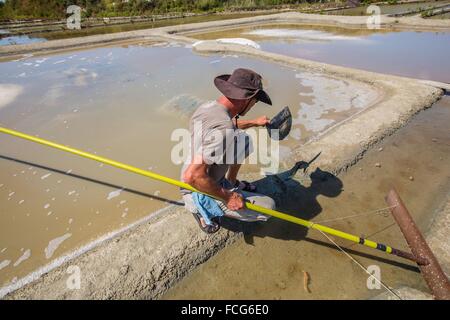Marais salants de Guerande, LOIRE ATLANTIQUE (44), région de la Loire, France Banque D'Images