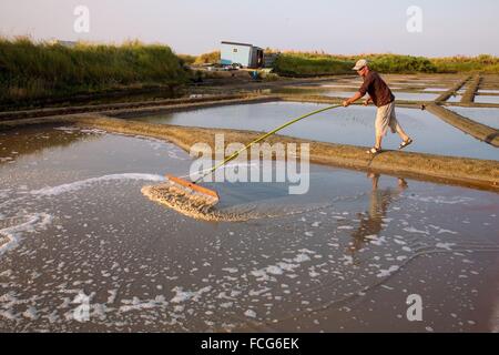 Marais salants de Guerande, LOIRE ATLANTIQUE (44), région de la Loire, France Banque D'Images