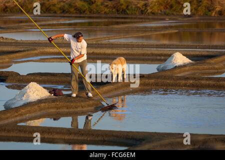 Marais salants de Guerande, LOIRE ATLANTIQUE (44), région de la Loire, France Banque D'Images