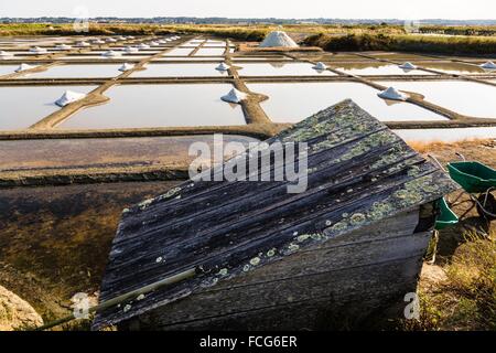 Marais salants de Guerande, LOIRE ATLANTIQUE (44), région de la Loire, France Banque D'Images