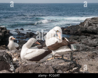 Trois Fous à pattes bleues avec un bec orange debout sur la rive de l'océan dans des îles Galapagos, en Équateur. Banque D'Images