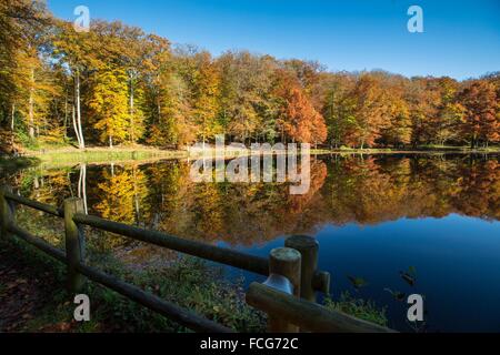 Couleurs d'AUTOMNE DANS LE PERCHE, (61) Orne, Basse-Normandie, FRANCE Banque D'Images