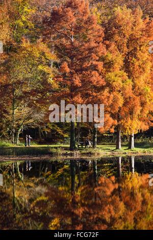 Couleurs d'AUTOMNE DANS LE PERCHE, (61) Orne, Basse-Normandie, FRANCE Banque D'Images