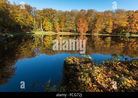 Couleurs d'AUTOMNE DANS LE PERCHE, (61) Orne, Basse-Normandie, FRANCE Banque D'Images