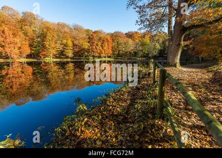 Couleurs d'AUTOMNE DANS LE PERCHE, (61) Orne, Basse-Normandie, FRANCE Banque D'Images