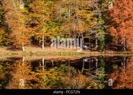 Couleurs d'AUTOMNE DANS LE PERCHE, (61) Orne, Basse-Normandie, FRANCE Banque D'Images