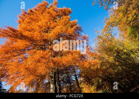 Couleurs d'AUTOMNE DANS LE PERCHE, (61) Orne, Basse-Normandie, FRANCE Banque D'Images