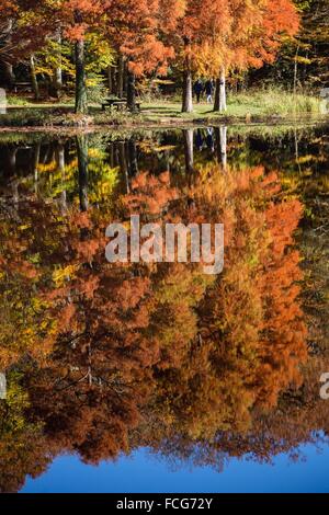 Couleurs d'AUTOMNE DANS LE PERCHE, (61) Orne, Basse-Normandie, FRANCE Banque D'Images