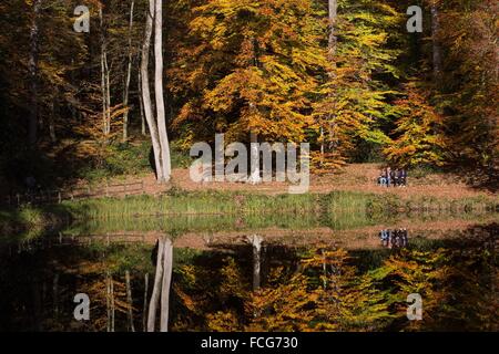 Couleurs d'AUTOMNE DANS LE PERCHE, (61) Orne, Basse-Normandie, FRANCE Banque D'Images