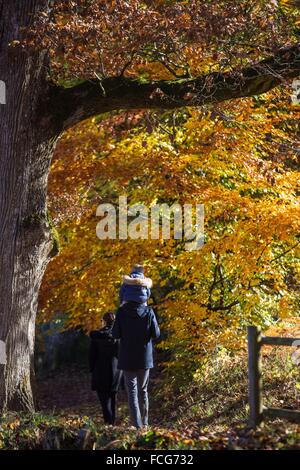 Couleurs d'AUTOMNE DANS LE PERCHE, (61) Orne, Basse-Normandie, FRANCE Banque D'Images