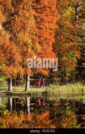 Couleurs d'AUTOMNE DANS LE PERCHE, (61) Orne, Basse-Normandie, FRANCE Banque D'Images
