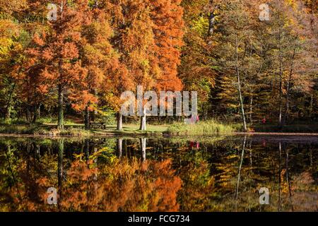 Couleurs d'AUTOMNE DANS LE PERCHE, (61) Orne, Basse-Normandie, FRANCE Banque D'Images
