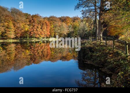 Couleurs d'AUTOMNE DANS LE PERCHE, (61) Orne, Basse-Normandie, FRANCE Banque D'Images