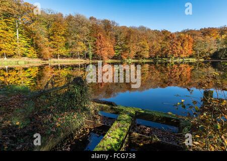 Couleurs d'AUTOMNE DANS LE PERCHE, (61) Orne, Basse-Normandie, FRANCE Banque D'Images