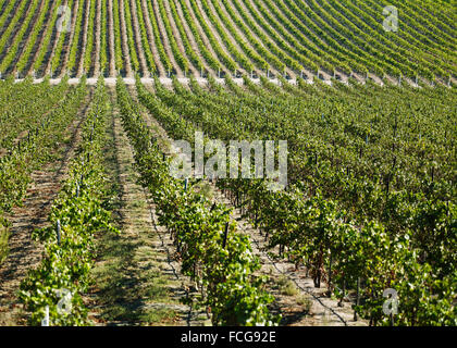 Un grand vignoble en Californie du Nord, avec de longues rangées de vignes en bonne santé s'étendant au loin dans la distance Banque D'Images