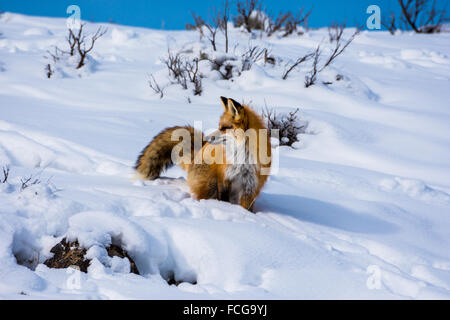 Un renard roux (Vulpes vulpes) assis dans la neige profonde. Le Parc National de Yellowstone, Wyoming, USA. Banque D'Images