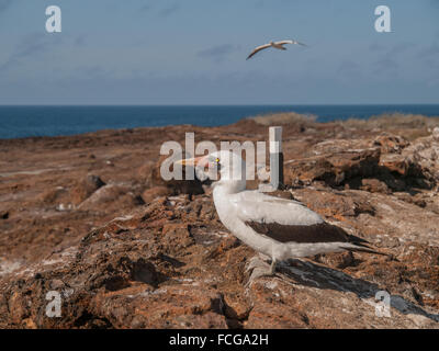 Un fou masqué perché sur la roche et un volant au-dessus de l'océan pacifique dans des îles Galapagos, en Équateur. Banque D'Images