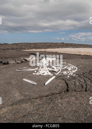 Squelette de baleine sur le noir de la pierre de lave avec ciel bleu et nuages dans des îles Galapagos, en Équateur. Banque D'Images