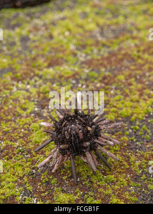 Avec les pointes de l'oursin vert terne sur moss couverts black rock, aux îles Galapagos, en Équateur. Banque D'Images