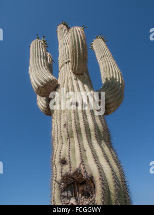 Saguaro cactus avec trou pourri contre le ciel bleu dans la forêt nationale de Tonto, Arizona, USA. Banque D'Images