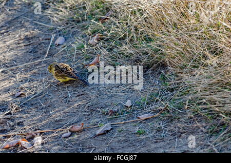 Yellowhammer mâle sur un champ dans la montagne Plana, en Bulgarie. Banque D'Images