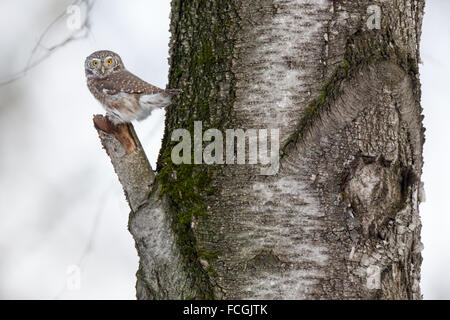 Chouette naine (Glaucidium passerinum). La Russie, Moscou. Banque D'Images