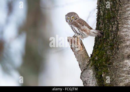 Chouette naine (Glaucidium passerinum). La Russie, Moscou. Banque D'Images