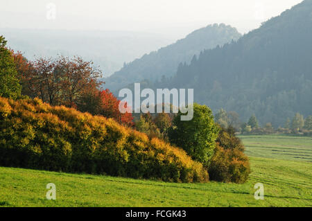 Paysage d'automne, dans la couleur de premier plan d'arbustes et d'arbres, montagnes boisées en arrière-plan en une brume brumeux Banque D'Images