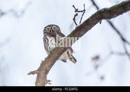 Chouette naine (Glaucidium passerinum). La Russie, Moscou. Banque D'Images