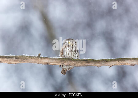 Chouette naine (Glaucidium passerinum). La Russie, Moscou. Banque D'Images