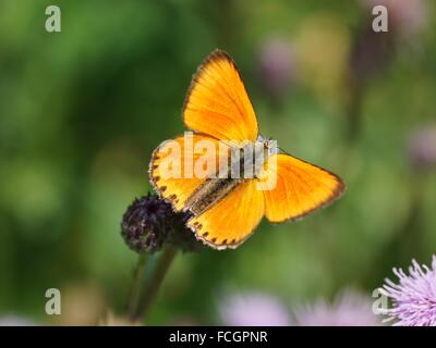 Papillon aux ailes ouvertes. Peu de cuivre, Lycaena virgaureae (mâle) Banque D'Images
