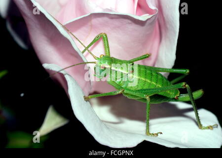 Sauterelle verte sur une rose. Nymphe de sauterelles. Close-up. Banque D'Images