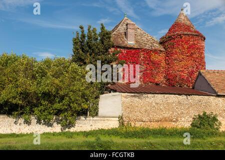 Bâtiment de ferme couverte de vigne vierge et de couleurs d'automne, FRANCE Banque D'Images