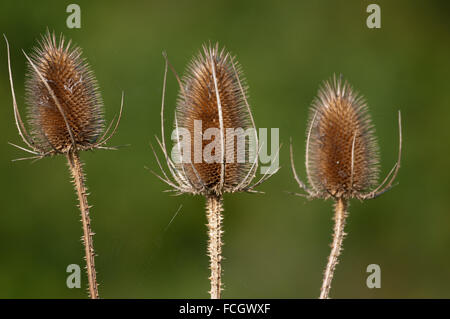 Dispsacus fullonum cardère [voir] Banque D'Images