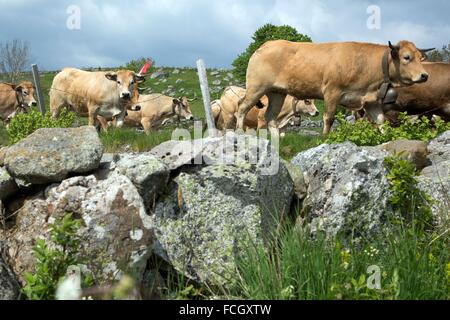 FESTIVAL de transhumance, Lozère (48), FRANCE Banque D'Images