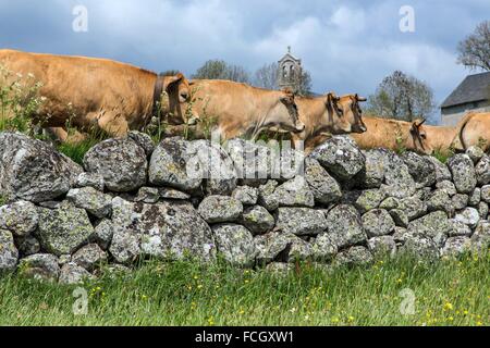 FESTIVAL de transhumance, Lozère (48), FRANCE Banque D'Images