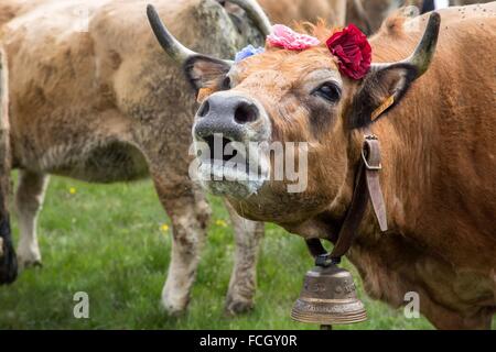 FESTIVAL de transhumance, Lozère (48), FRANCE Banque D'Images