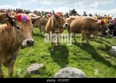 FESTIVAL de transhumance, Lozère (48), FRANCE Banque D'Images
