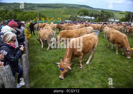 FESTIVAL de transhumance, Lozère (48), FRANCE Banque D'Images