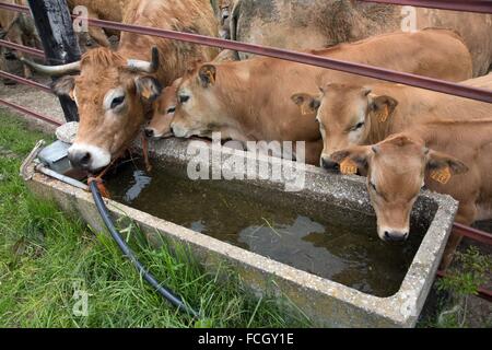 FESTIVAL de transhumance, Lozère (48), FRANCE Banque D'Images
