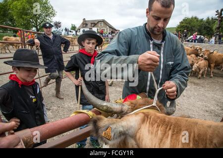 FESTIVAL de transhumance, Lozère (48), FRANCE Banque D'Images