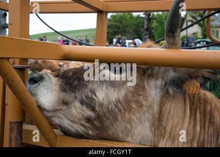 FESTIVAL de transhumance, Lozère (48), FRANCE Banque D'Images