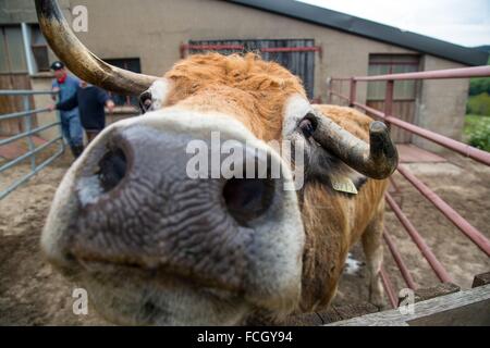 FESTIVAL de transhumance, Lozère (48), FRANCE Banque D'Images