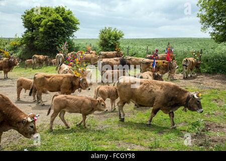 FESTIVAL de transhumance, Lozère (48), FRANCE Banque D'Images