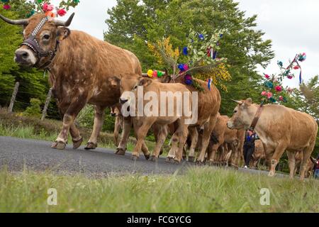 FESTIVAL de transhumance, Lozère (48), FRANCE Banque D'Images