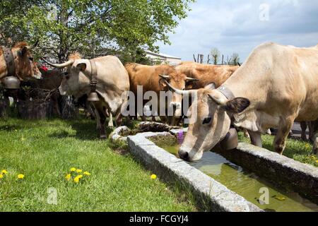 FESTIVAL de transhumance, Lozère (48), FRANCE Banque D'Images