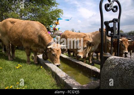 FESTIVAL de transhumance, Lozère (48), FRANCE Banque D'Images