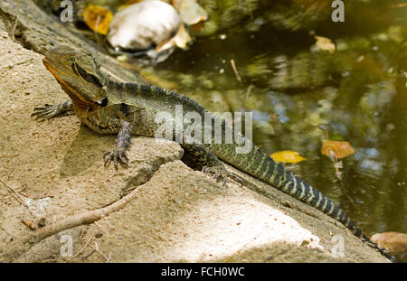 L'eau de l'Est de l'Australie, Physignathus lesueurii lézard dragon avec orange sur la gorge de l'eau à côté de rock à l'état sauvage au parc de la ville Banque D'Images