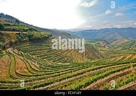 Vignobles de la vallée du Douro et Pinhao entre Peso da Regua, Portugal Europe Banque D'Images